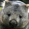 The Wombat's Photo