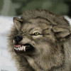 wolf kin's Photo