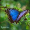 Lynxolot's Photo