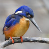 Kingfisher's Photo